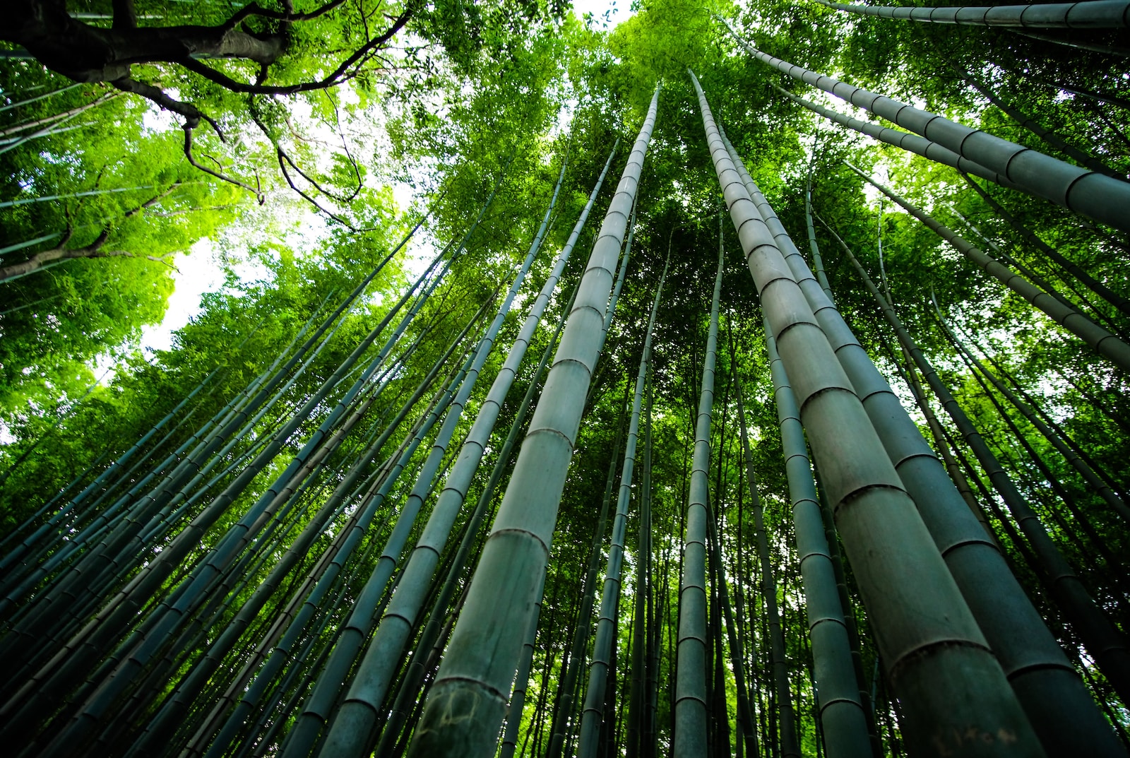 Bamboe stekken