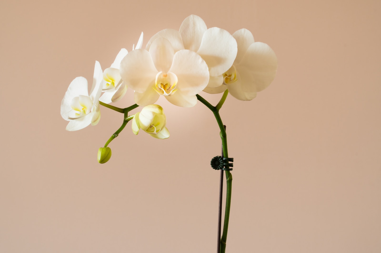 Orchidee stekken